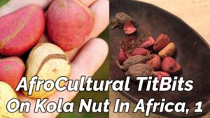 Read more about the article AFROCULTURAL TITBIT ON “KOLA-NUT” IN AFRICA, 1