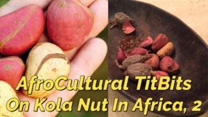 Read more about the article AFROCULTURAL TITBIT ON “KOLA-NUT” IN AFRICA, 2