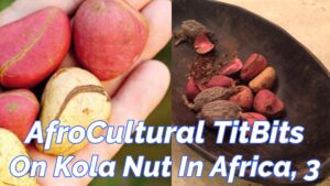 Read more about the article AFROCULTURAL TITBIT ON “KOLA-NUT” IN AFRICA, 3