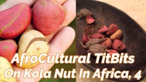 Read more about the article AFROCULTURAL TITBIT ON “KOLA-NUT” IN AFRICA, 4