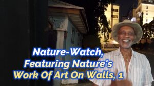 Read more about the article NATURE-WATCH, FEATURING “NATURE’S WORK OF ART ON WALLS,” 1