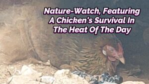 Read more about the article NATURE-WATCH, FEATURING A CHICKEN’S SURVIVAL IN THE HEAT OF THE DAY