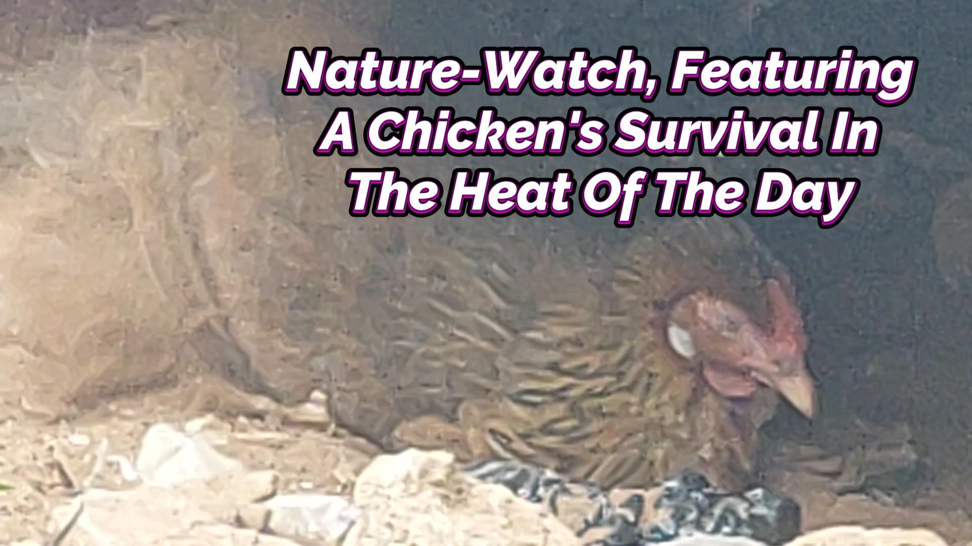 You are currently viewing NATURE-WATCH, FEATURING A CHICKEN’S SURVIVAL IN THE HEAT OF THE DAY