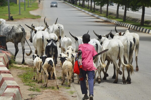 You are currently viewing THE MENACE OF COWS IN NIGERIAN STREETS AND THE GRANDSTANDING FCT MINISTER NYESOM WIKE WHO BARKED LIKE A DOG WITHOUT ANY BITE
